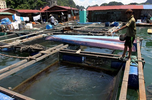 Prognose: Export von Meeresprodukten wird dieses Jahres sieben Milliarden US-Dollar betragen - ảnh 1